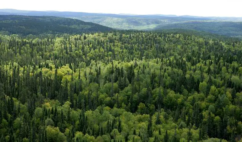 Шелфовият лед Рос&nbsp;- огромна ледена бариера, разположена по брега на южният материк,&nbsp;Антарктида. Местоположението на леда е между&nbsp;Земя Мари Бърд&nbsp;и&nbsp;Земя Виктория.&nbsp;Размерите са огромни, като площа надвишава 487&nbsp;000 кв. км, 